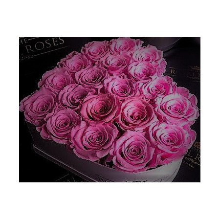 20 roses in box