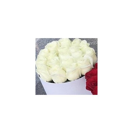 White 18 roses in box