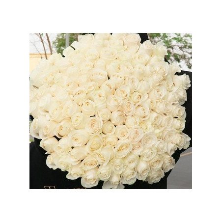 100 white roses