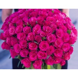 100 pink roses