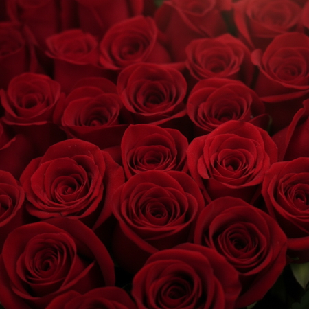 40  ROSES FLOWER IN BOX - 5 40 Roses in a Box | زهور عيد الحبفاجئ أحبائك بـ 40 ROSES FLOWER IN BOX رائعة في صندوق جميل. مثالي لي