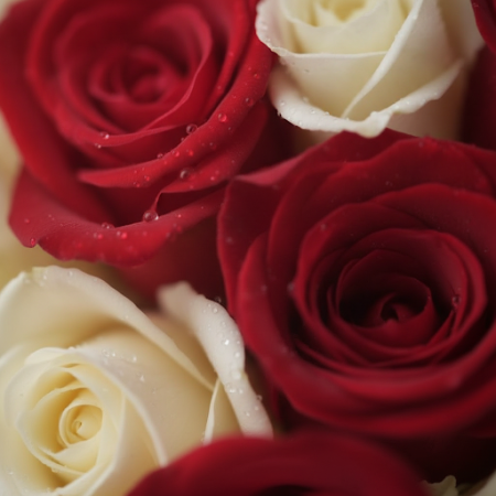 100 mix colors of roses - 7 100 mix colors of roses | 情人節禮物
