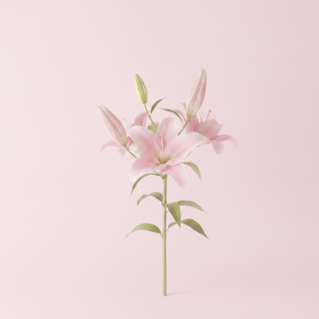 4 Pink Lilies Bouquet – Elegant Floral Gift in Pattaya 4 Pink Lilies Bouquet – Elegant Floral Gift in Pattaya