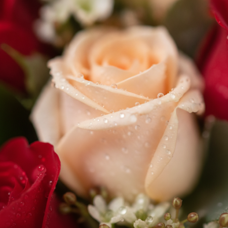 ROSE FLOWER MIX - 5 ROSE FLOWER MIX | Φρέσκα Μπουκέτα & Παράδοση ΛουλουδιώνΑνακαλύψτε την ομορφιά της ανθοδέσμης μας ROSE FLOWER