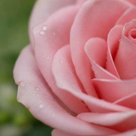 sweet rose flower - 4 Sweet Rose Flower Bouquet | Frisk & VakkerOppdag den fortryllende Sweet Rose Flower-buketten, perfekt for 