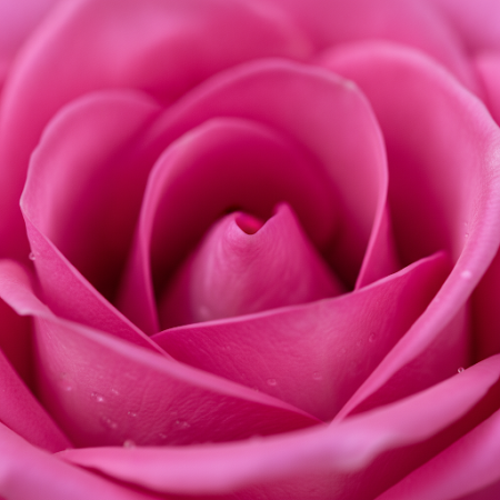 PINK ROSE FLOWER - 4 Pink Rose Flower Bouquet | Vers & Mooi