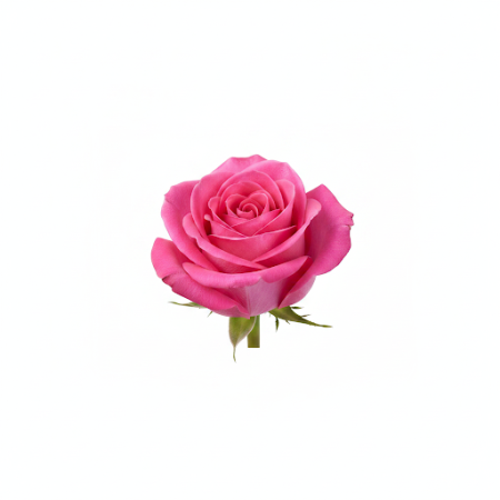 PINK ROSE FLOWER - 7 Pink Rose Flower Bouquet | Vers & Mooi