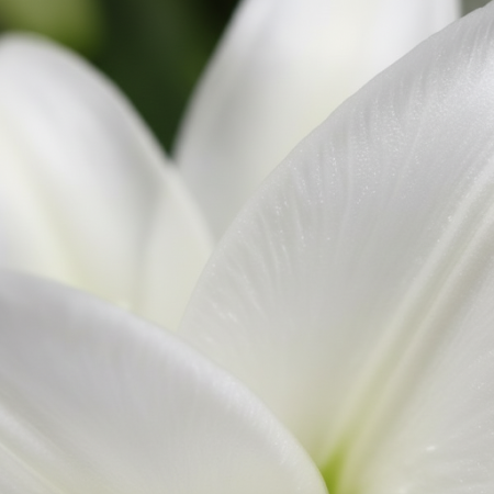6 White Lilies Bouquet – Elegant Floral Gift in Pattaya 6 White Lilies Bouquet – Elegant Floral Gift in Pattaya