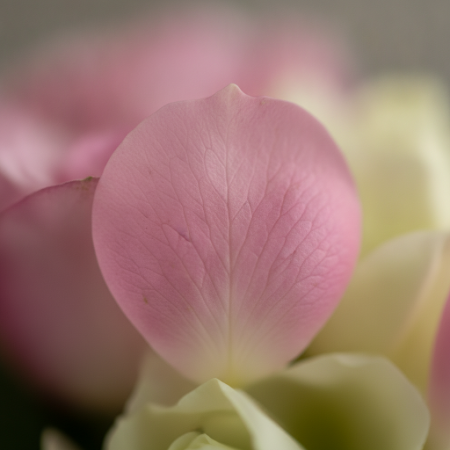 8 Pink Roses Bouquet – Elegant Romantic Gift in Pattaya 8 Pink Roses Bouquet – Elegant Romantic Gift in Pattaya