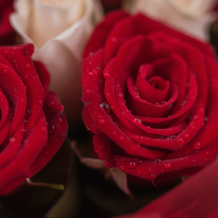 ROSE FLOWER - 8 ROSE FLOWER Bukett: Friske roser på nett | [Your Brand]Oppdag elegansen i vår ROSE FLOWER-bukett. Perfekt for en
