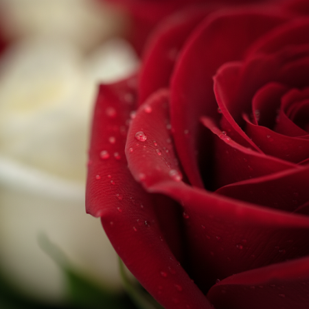 ROSE FLOWER - 4 ROSE FLOWER Boeket | Verse Bloemen Online