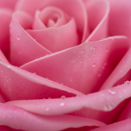 20 PINK ROSE  FLOWERS - 4 20 PINK ROSE FLOWERS | Fresh Flower Vase | Order TodayBrighten any space with our stunning 20 Pink Ros