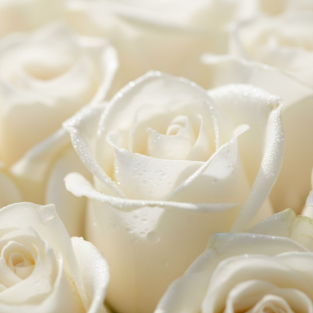 100 white roses - 5 100ホワイトローズ | バレンタインデーギフトあなたの大切な人をこのバレンタインデーに100本の美しい白いバラで驚かせましょう。愛と純粋さの時代を超えた象徴であり、あなたの深い感情を表現するのに最適です！