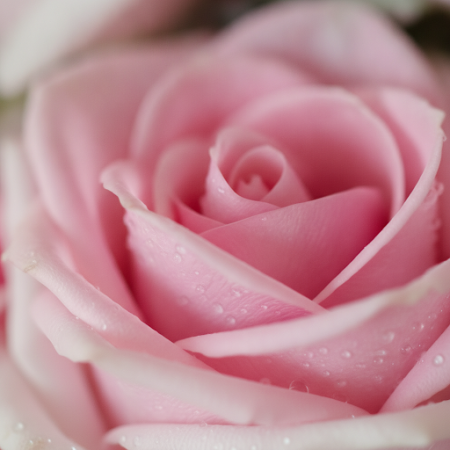 12 pink rose flower in box - 7 Pink Rose Flower Box | Frische Rosen | [Ihre Marke]Überraschen Sie jemanden Besonderen mit 12 stu