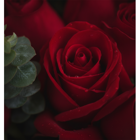 12 red Rose flowers - 2 Red Rose Flowers | 신선하고 아름다운 꽃특별한 사람에게 12 red Rose flowers로 놀라움을 선사하세요. 어떤 경우에도 완벽한 이 신선한 꽃들은 사랑과 열정을 상징