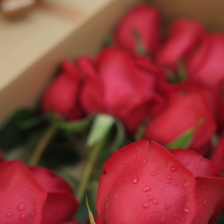 12 red rose in box 01 - 5 Rosas Vermellas na Caixa | Pide Agora | ROSA NA CAIXASorprende á túa persoa querida con 12 impresionan