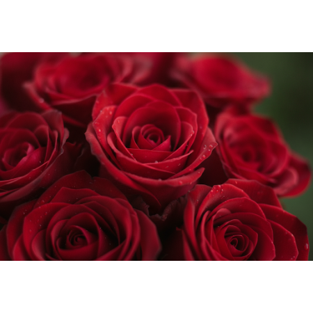 18 ROSES FLOWER IN BOX - 5 18 ROSES FLOWER IN BOX | Livraison de fleurs fraîchesSurprenez votre être cher avec notre 18 ROSES FL