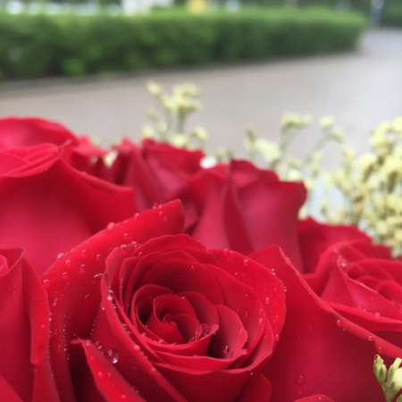 20 red roses - 7 20 Red Roses | Friske roser leveret i dag