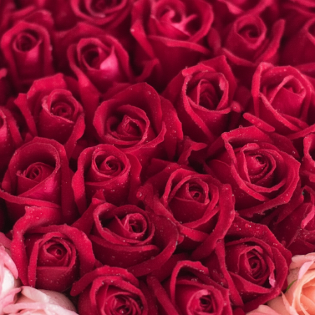 40 ROSES FLOWER IN BOX - 6 40 Roses in a Box | Fresh Flower DeliverySurprise your loved one with 40 stunning roses in a beautifu