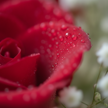 5 red  roses  flowers - 5 5 Red Roses Bouquet | Friske blomster online