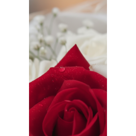 7 rose flowers - 5 7 Rose Flowers | 新鮮且美麗的花朵