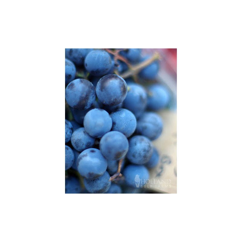 Black Grapes Seedless 1 pack - 1 