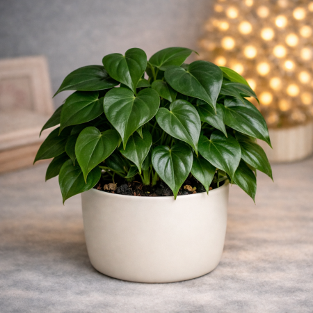 Heartleaf Philodendron in white pot