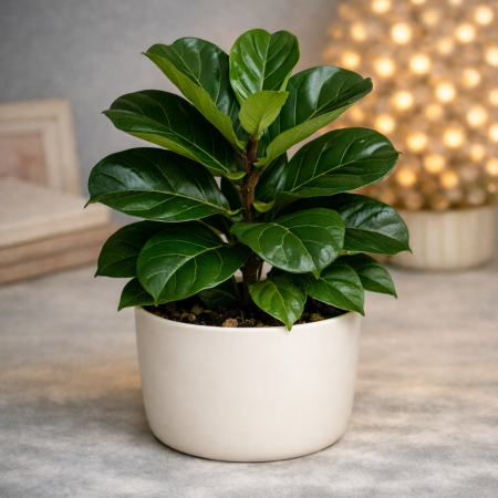 Mini Fiddle Leaf Fig plant