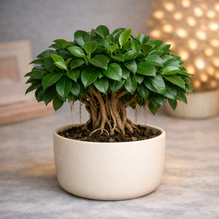 Ginseng Ficus bonsai white pot
