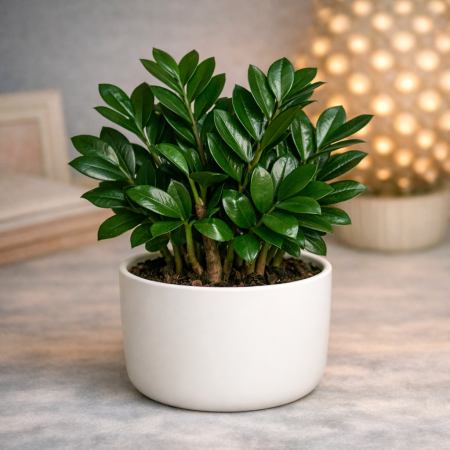 Planta ZZ en maceta de cerámica branca