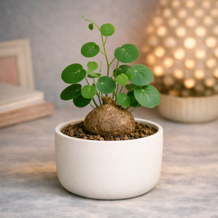 Fockea edulis plant white pot