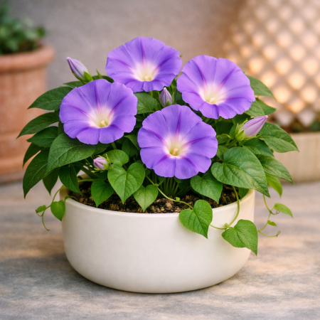 Purple morning glory potted plant