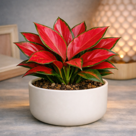 Red Aglaonema in white pot