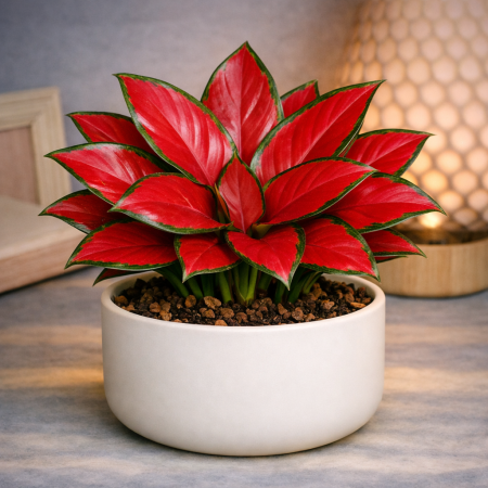 Red Aglaonema in white pot