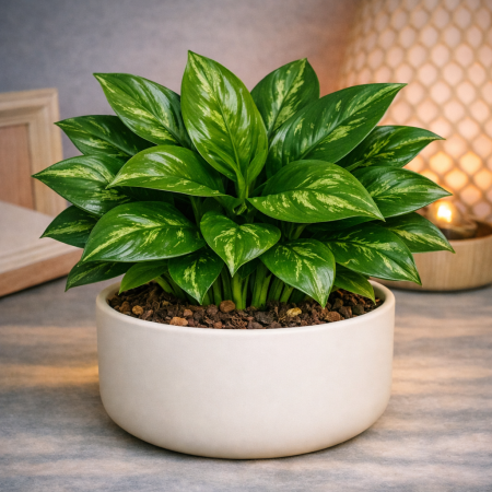Variegated Aglaonema in cream pot