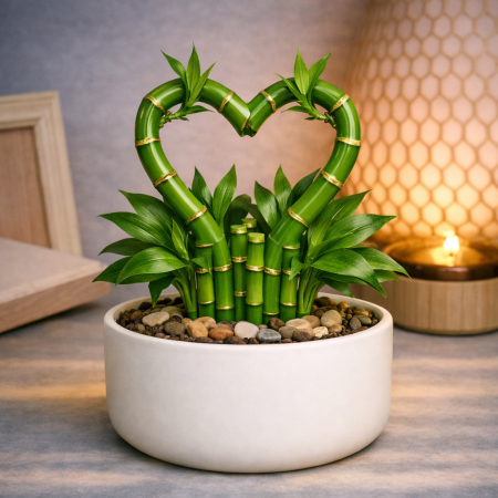 Heart shaped lucky bamboo plant
