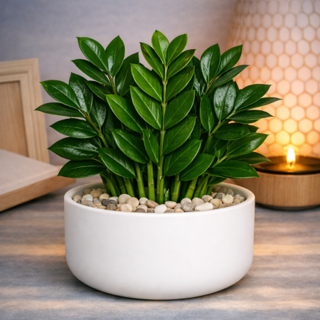 Artificial ZZ plant white pot