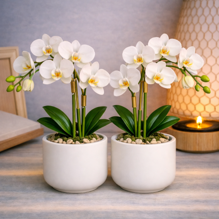 White orchids in ceramic pots