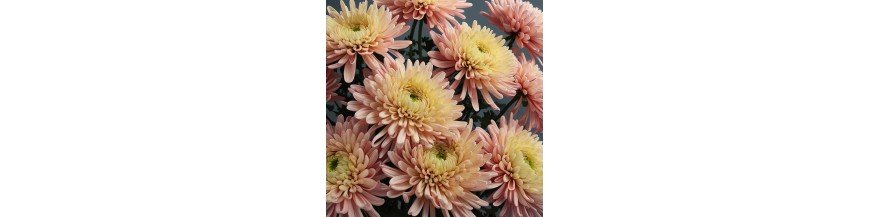 Chrysanthemum Gifts: Embrace Radiance with Blooms of Joy