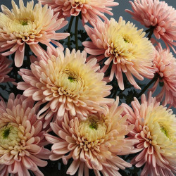 Chrysanthemum Gifts: Embrace Radiance with Blooms of Joy