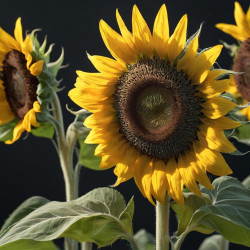 Sunflower Gifts: Brighten Every Day with Radiant Blooms