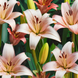 Lily Flower Delivery in Pattaya